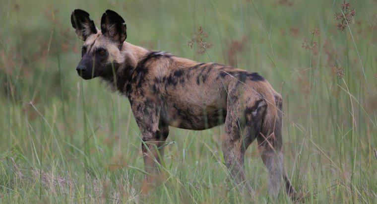 Un chien sauvage d'Afrique est-il un animal domestique approprié ?