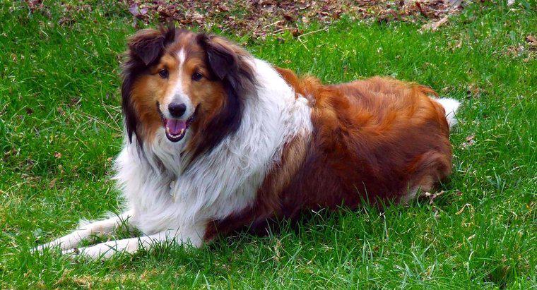 Quelle race de chien était Lassie ?