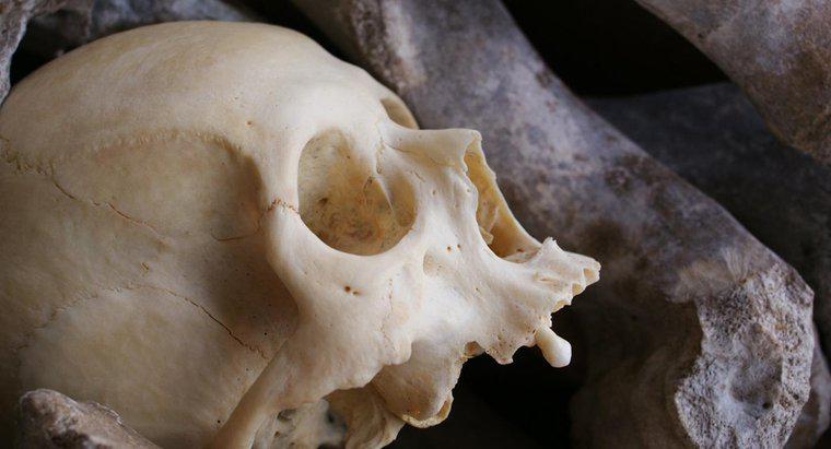 De quoi sont faits les os humains ?