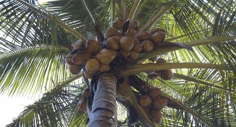 Où poussent les noix de coco ?