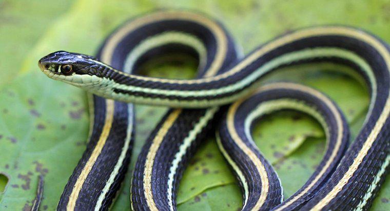 Comment les serpents s'adaptent-ils à leur environnement ?