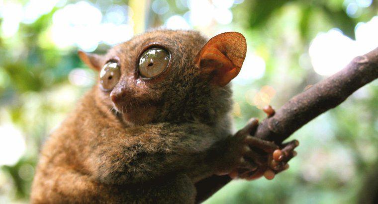 Quels sont les prédateurs des tarsiers ?