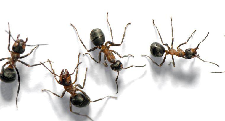 Comment appelle-t-on un groupe de fourmis ?