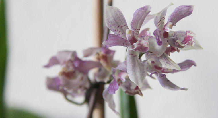 Combien de temps faut-il à une orchidée pour pousser à partir d'une graine ?