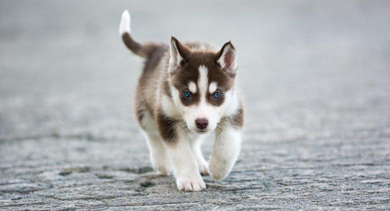Quelle est la taille d'un mini-chien Husky entièrement développé ?