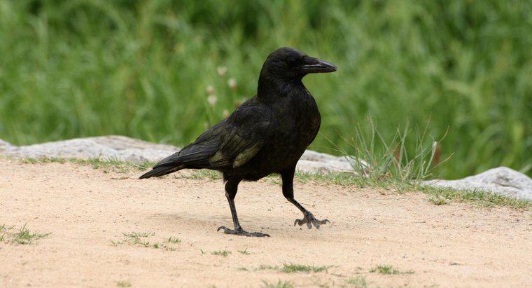 Comment les corbeaux sont-ils des animaux de compagnie ?
