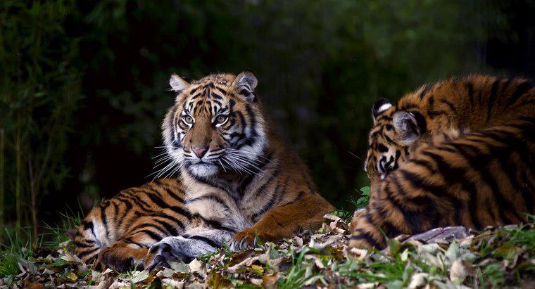 Comment les tigres communiquent-ils ?