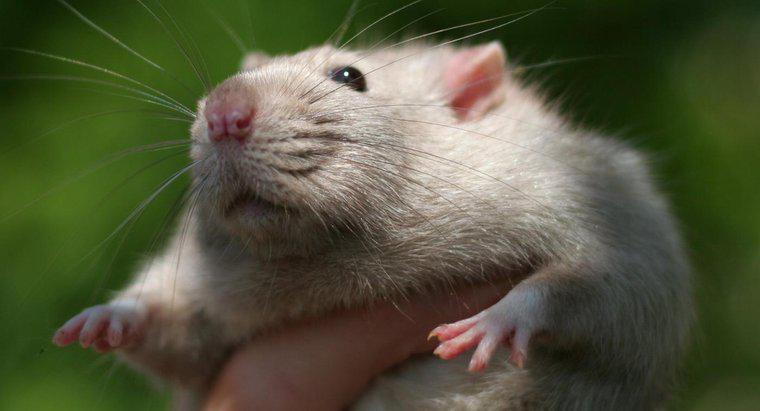 À quel point les rats sont-ils intelligents ?