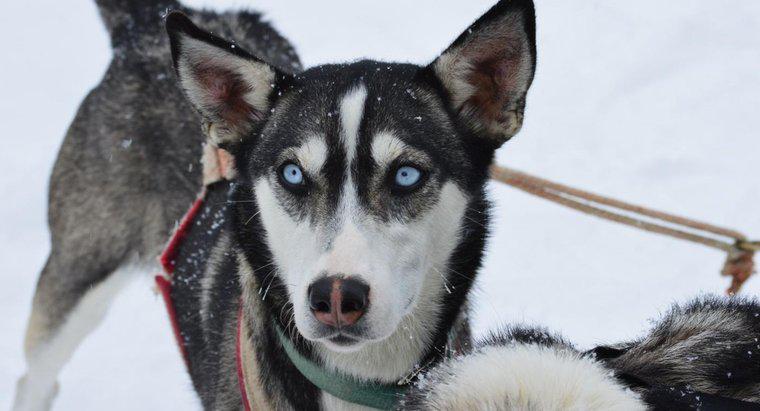 Pourquoi les Huskies ont-ils les yeux bleus ?