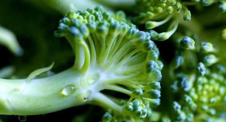 Comment savoir si le brocoli a mal tourné ?