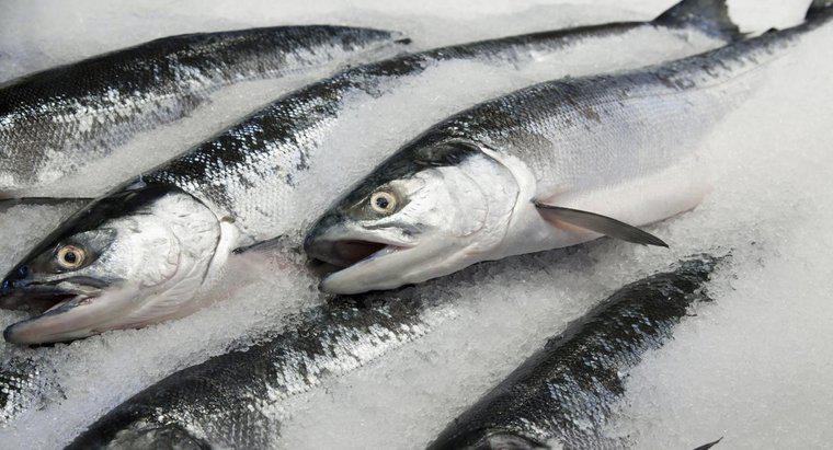 Pouvez-vous cuisiner du saumon entier congelé?