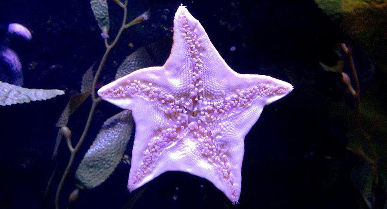 Comment une étoile de mer se protège-t-elle ?