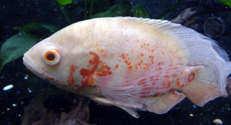Quelle est la taille d'un poisson albinos Oscar ?