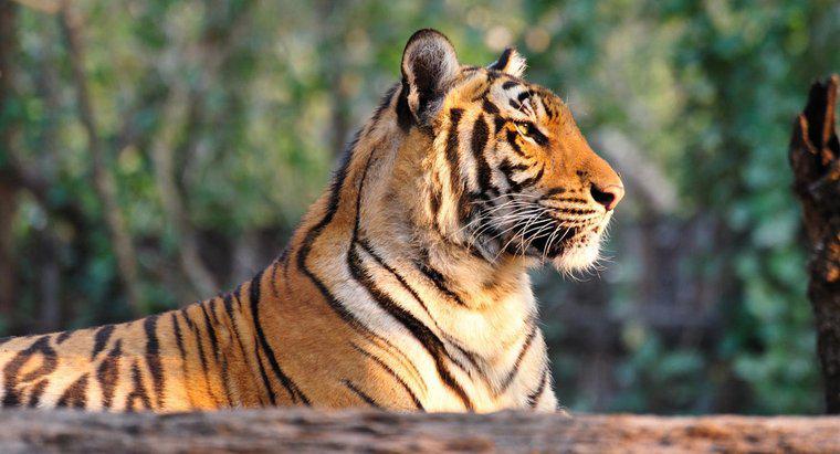 Pourquoi les tigres sont-ils une espèce en voie de disparition ?