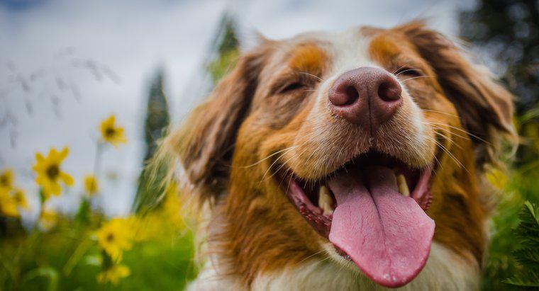 Animaux 101 : Pourquoi les chiens hurlent-ils ?