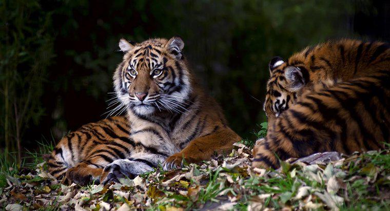 Pourquoi les gens tuent-ils des tigres ?