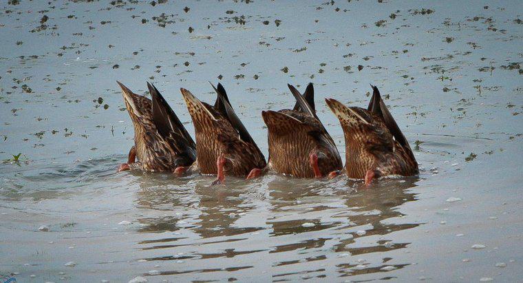 Combien de temps les oiseaux peuvent-ils retenir leur souffle sous l'eau ?