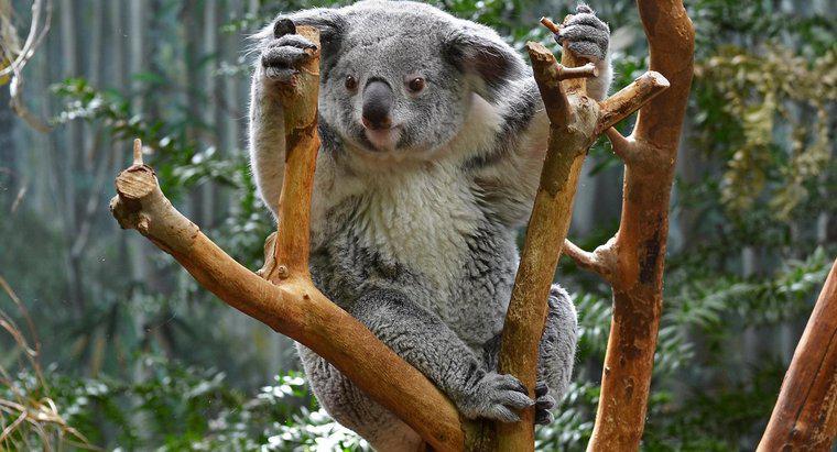Les koalas ont-ils une queue ?