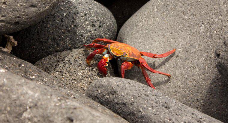 Comment les crabes se protègent-ils ?
