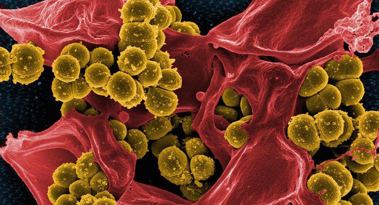Que mangent les bactéries ?