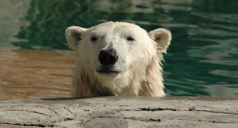 Comment les ours polaires s'adaptent-ils à leur habitat ?