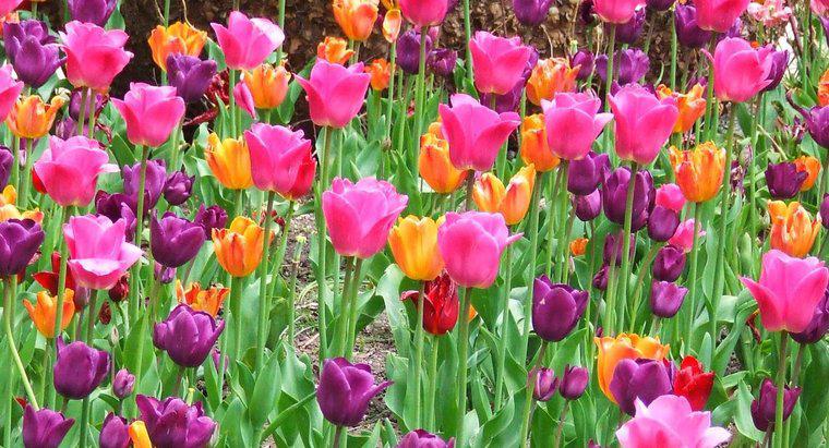 Puis-je transplanter des tulipes au printemps ?