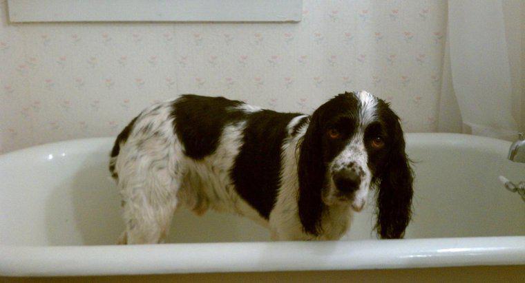 Pouvez-vous utiliser du shampoing humain sur les chiens ?