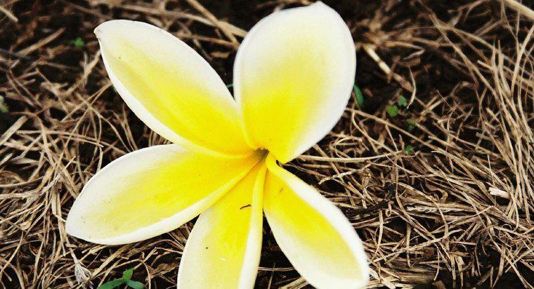 Quelle fleur est utilisée pour faire un lei hawaïen ?