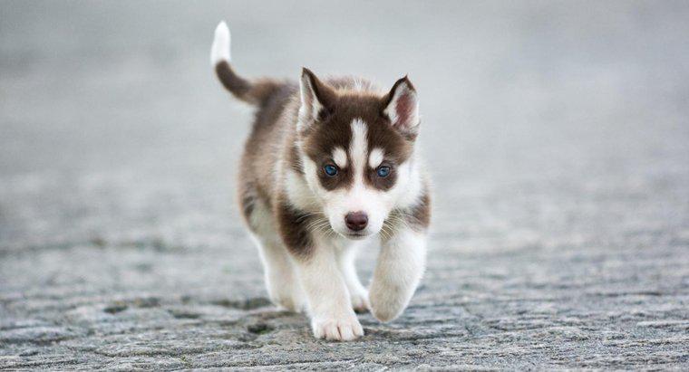 Quels sont les faits sur les chiots husky sibérien miniatures?