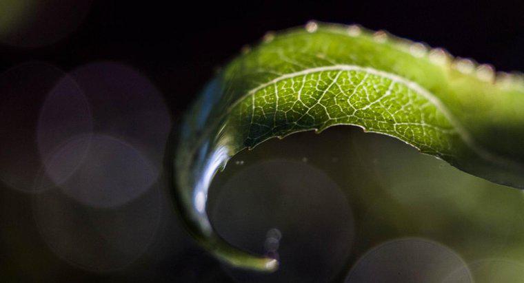 Comment la chlorophylle rend-elle une feuille verte ?
