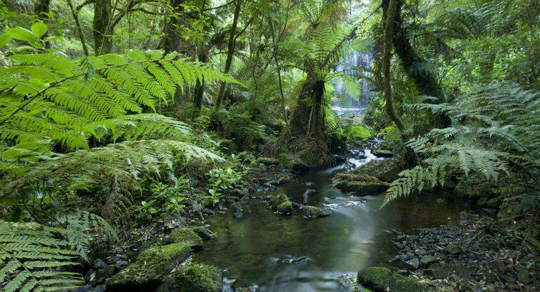 Qu'est-ce qu'une forêt tropicale humide?