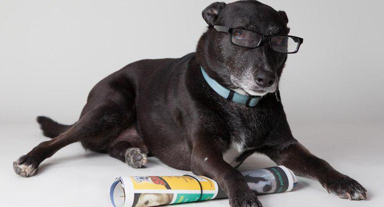Quels sont les chiens les plus intelligents ?