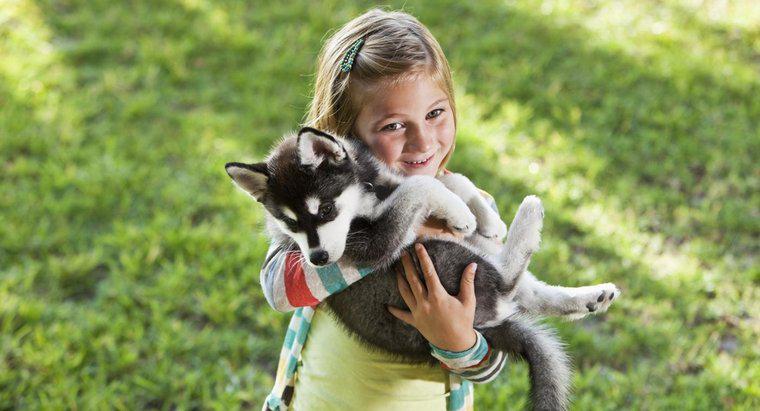 Quelle est la taille des huskies d'Alaska à la naissance ?