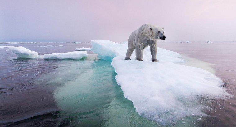 Que fait-on pour préserver la population d'ours polaires?