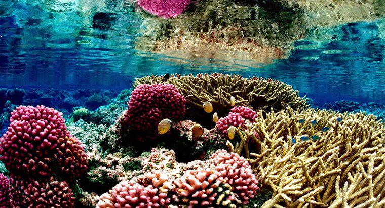 Pourquoi les récifs coralliens sont-ils en danger ?