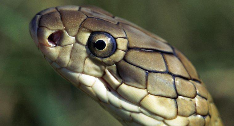 Quels sont les ennemis naturels du cobra royal ?