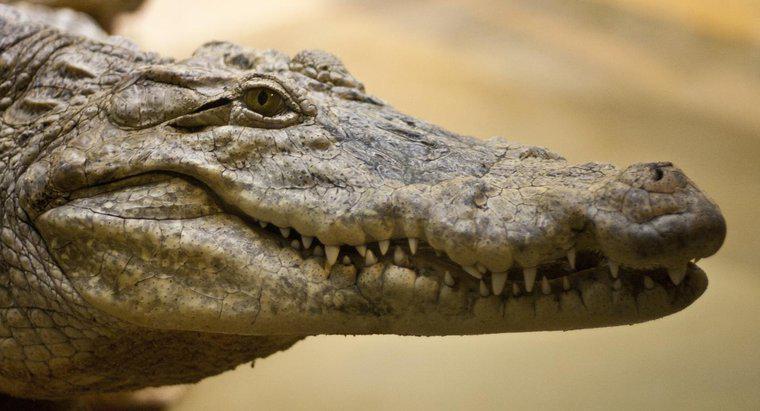 Comment les crocodiles se reproduisent-ils ?