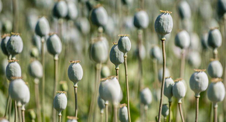 Qui a gagné la guerre de l'opium entre la Chine et la Grande-Bretagne ?
