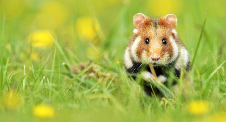 Où vivent les hamsters dans la nature ?