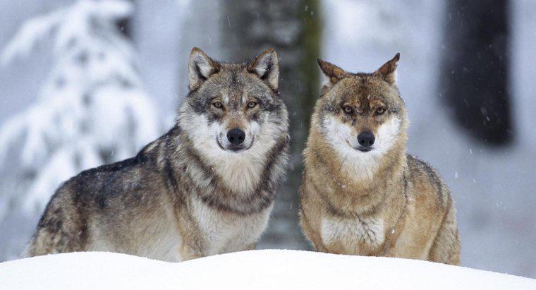 Qu'est-ce qu'une niche écologique du loup gris?