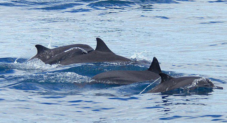Quelles sont les adaptations des dauphins ?