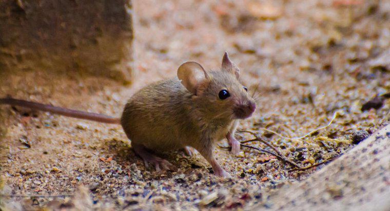 Quel est le traitement pour une morsure de souris ?