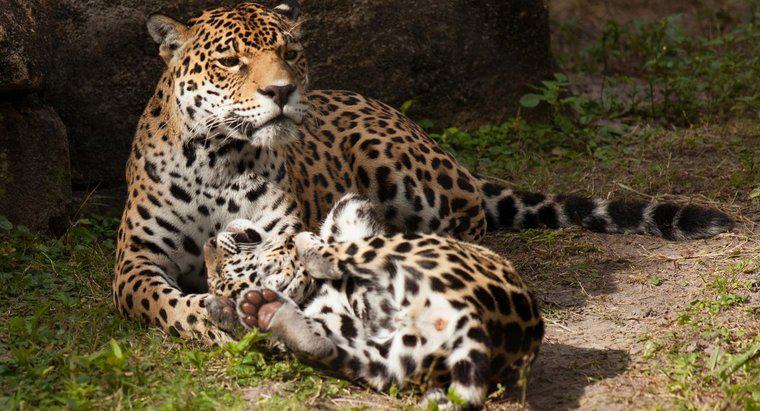 Comment les léopards s'occupent-ils de leurs petits ?