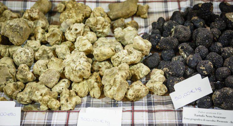 Quelle est la différence entre l'huile de truffe noire et blanche ?