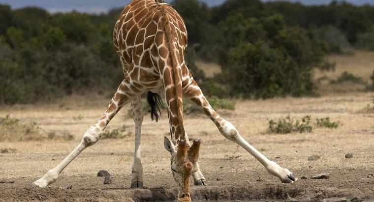 Combien pèse une girafe ?