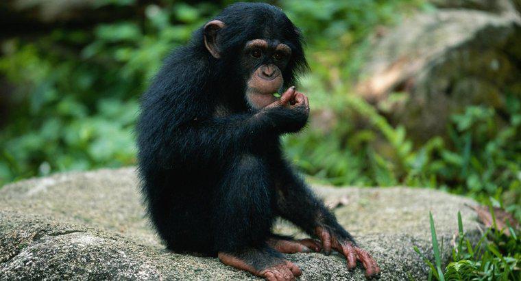 Quels animaux sont la proie des singes ?