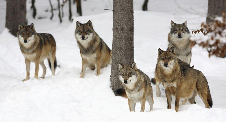 Comment chassent les loups gris ?
