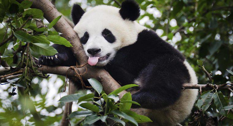Combien pèsent les pandas géants ?
