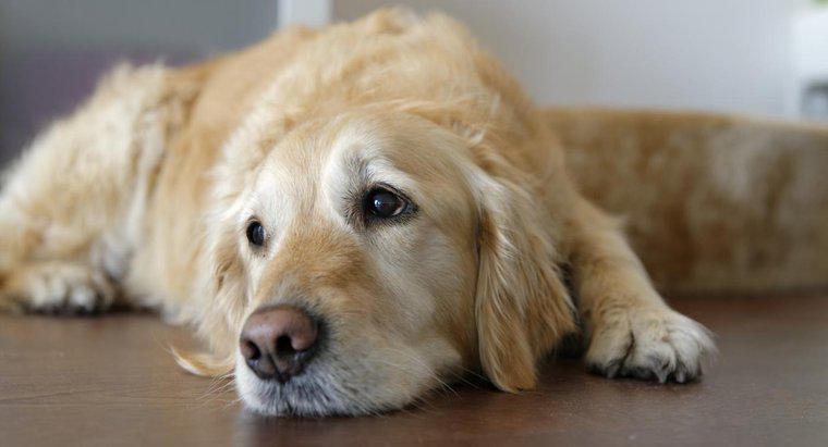 Quels sont les symptômes de la mort d'un chien ?