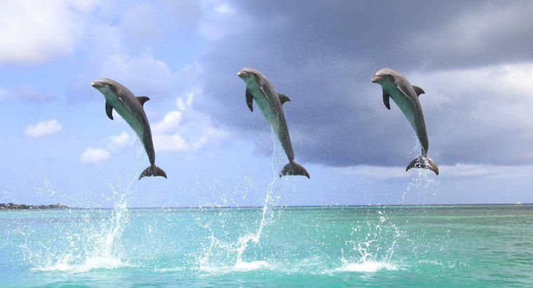 Pourquoi les dauphins sautent-ils hors de l'eau ?